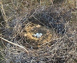 Der Stämmling wird von Storchen als Nistplatz genutzt.