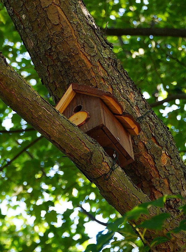 Nistkasten im Baum