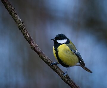 Kohlmeise (Parus major)