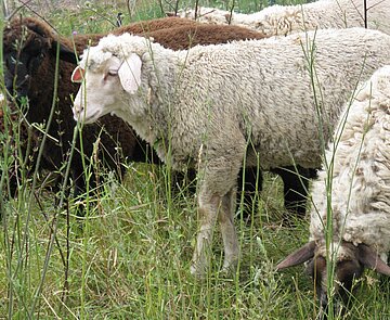 Auf dem Foto sind Schafe zu sehen