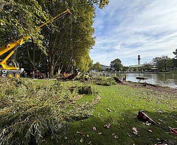 Entfernung der Weide mit Autokran im Zoologischen Stadtgarten