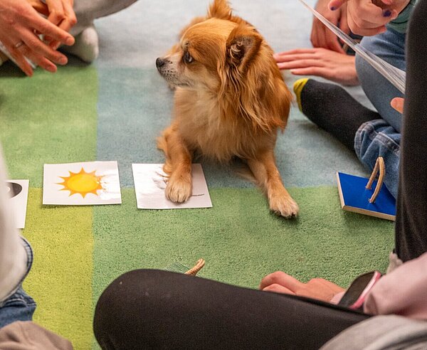 Der Lesehund Capper freut sich, wenn Kinder ihm vorlesen.