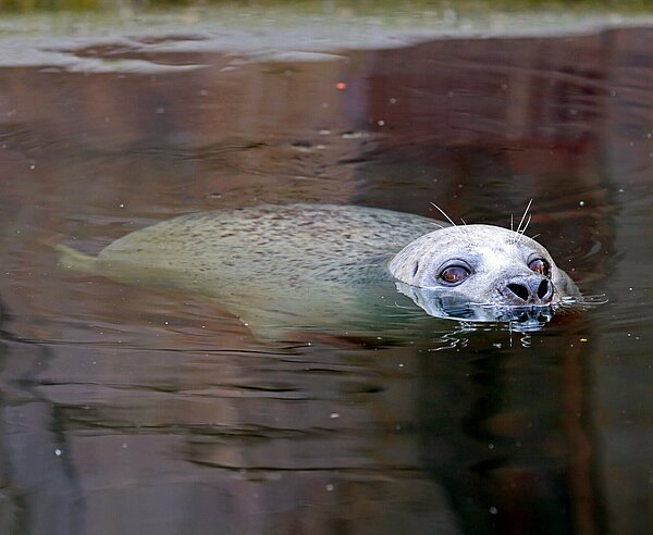 Seehund Gina lebte seit 1993 im Zoo Karlsruhe. 