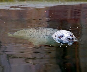 Seehund Gina lebte seit 1993 im Zoo Karlsruhe. 