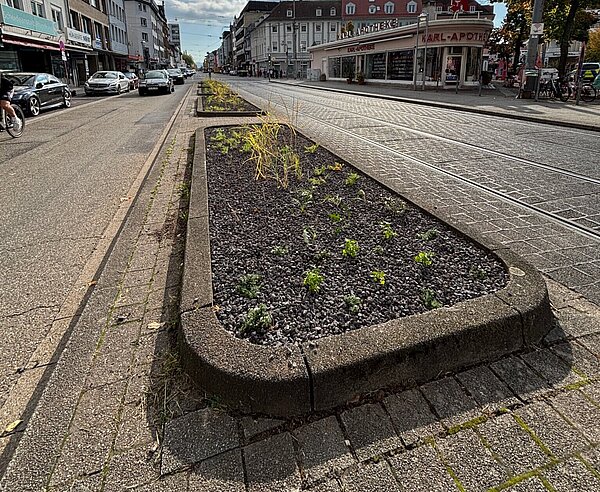 Das Gartenbauamt hat in der Karlstraße neue Staudenbeete angelegt