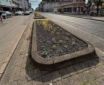 Das Gartenbauamt hat in der Karlstraße neue Staudenbeete angelegt