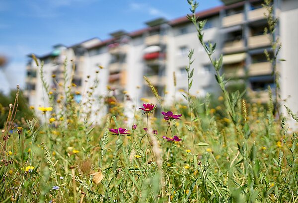 Bluehwiese mit Wohnhaus