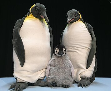 Pit Pinguin (ab 3)