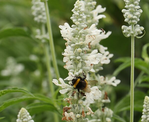 Wildstauden wie die Salvia farinacea werden thematisiert.