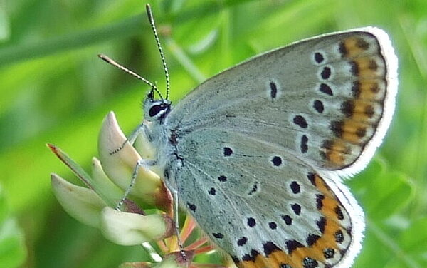 Das Bild zeigt eine Großaufnahme eines Kronwicken-Bläuling am Knittelberg.