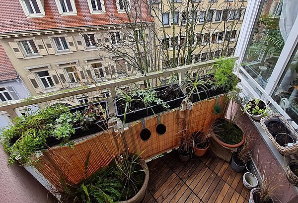 Der frisch bepflanzte Balkon mit Balkonkästen und Töpfen, in denen Efeu, Farne und Gräser bereits im November für Grün sorgen, während die Zwiebelpflanzen noch in der Erde schlummern.