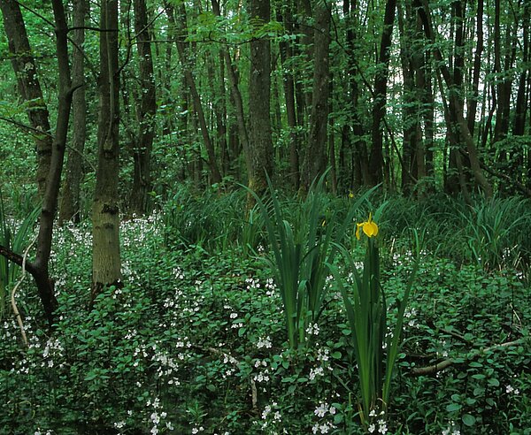 Bunte Vielfalt: Bruchwald bei Grötzingen