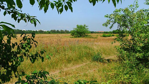 Eine Wiese mit Büschen am Alten Flugplatz