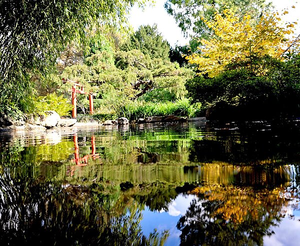 Der Japangarten erstrahlt aktuell in herbstlichen Farben. 