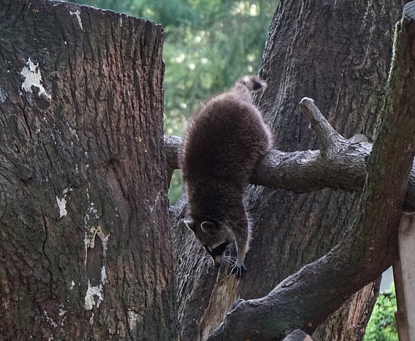 Ein Waschbär beim Klettern
