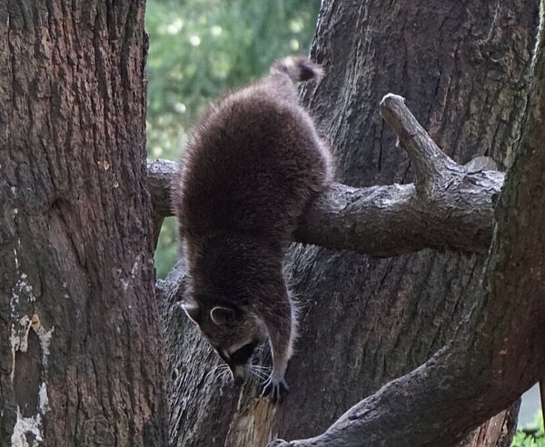 Ein Waschbär beim Klettern