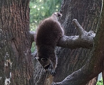 Ein Waschbär beim Klettern