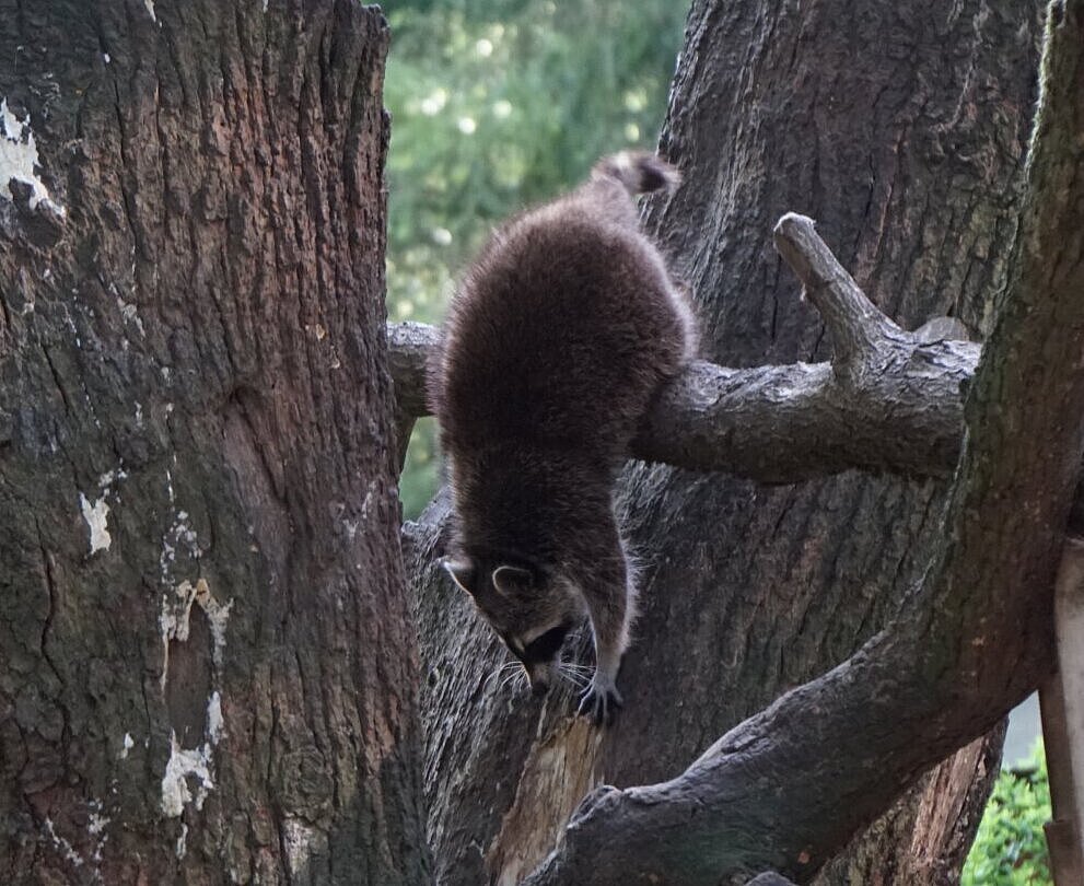 Ein Waschbär beim Klettern
