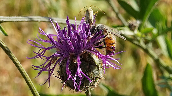 Biene sitzt auf violetter Blume