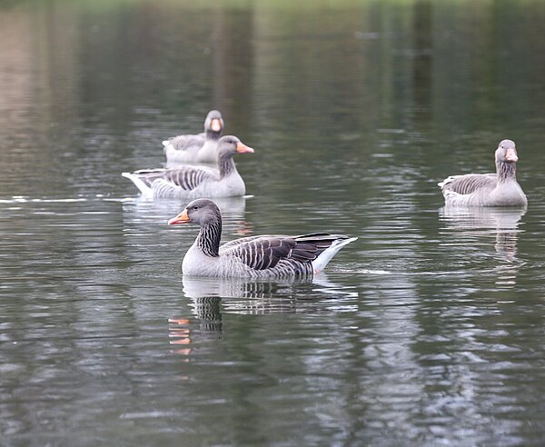 Gänse schwimmen auf dem Schlossgartensee