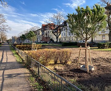 Baumpflanzung Hildapromenade