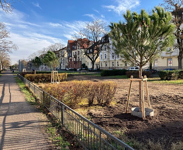 Baumpflanzung Hildapromenade