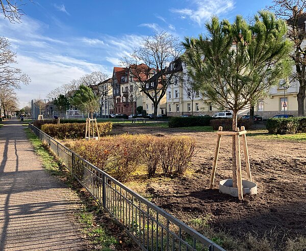 Baumpflanzung Hildapromenade