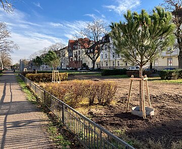 Baumpflanzung Hildapromenade
