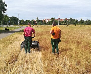 Mit einer handgeführten Erntemaschine wird das Karlsruher Saatgut geerntet (im Bild Stefan Mehner von der miteinanderleben service gGmbH).