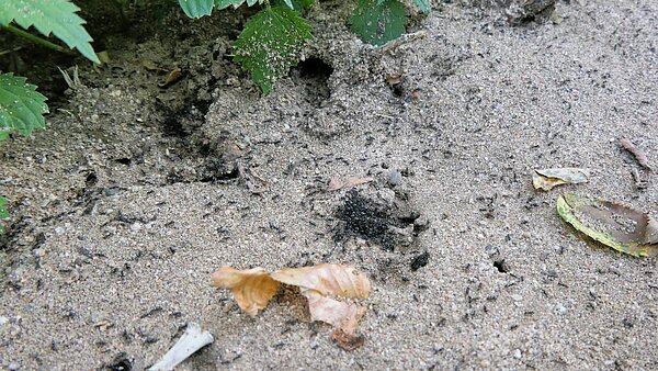 Ameisenkolonie auf einer Straße