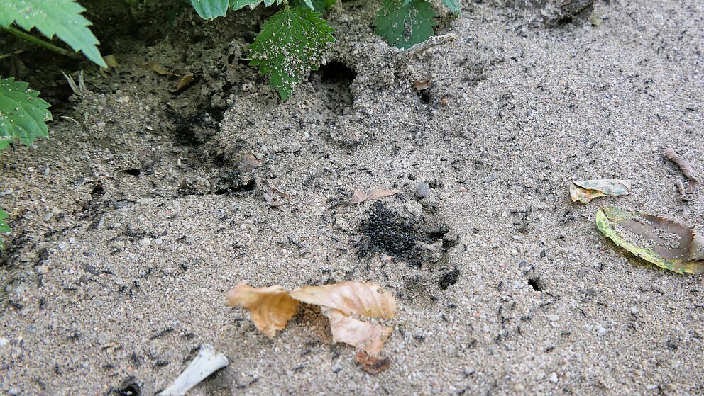 Ameisenkolonie auf einer Straße