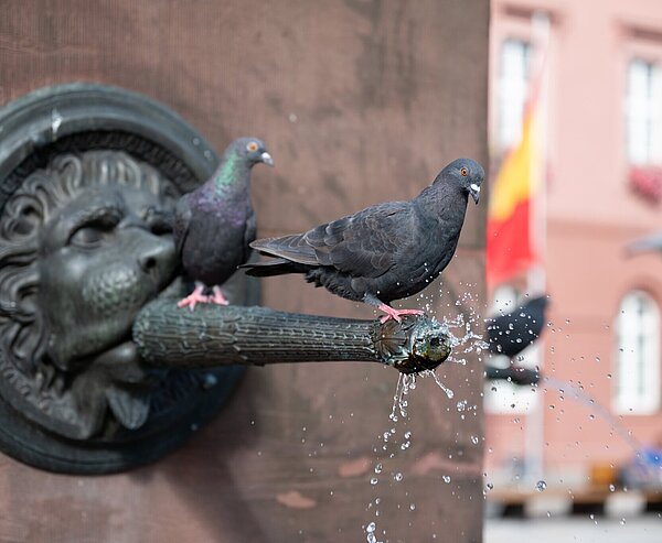 Tauben sitzen auf Brunnen am Marktplatz 