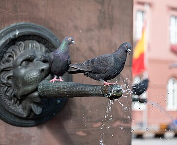 Tauben sitzen auf Brunnen am Marktplatz 