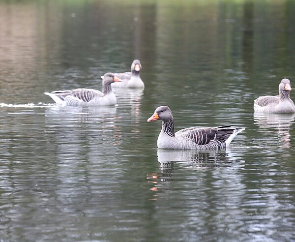 Gänse schwimmen auf dem Schlossgartensee
