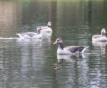 Gänse schwimmen auf dem Schlossgartensee