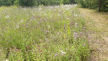 Das Bild zeigt eine artenreiche Wiese mit einem Mähstreifen. 