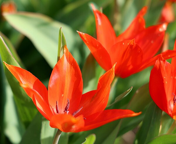 Frühblüher, Zwiebelblumen, Tulpen