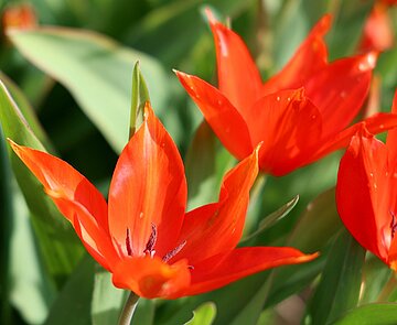 Frühblüher, Zwiebelblumen, Tulpen