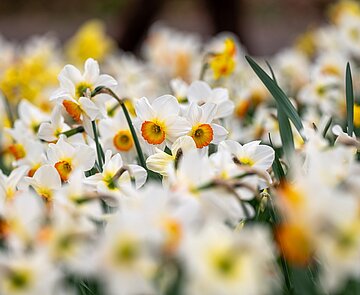 Osterglocken blühen in gelb und weiß orange im Frühling im Schlossgarten