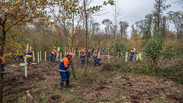 Junge Menschen der Jugendfeuerwehr pflanzen Baumsetzlinge in Wald ein