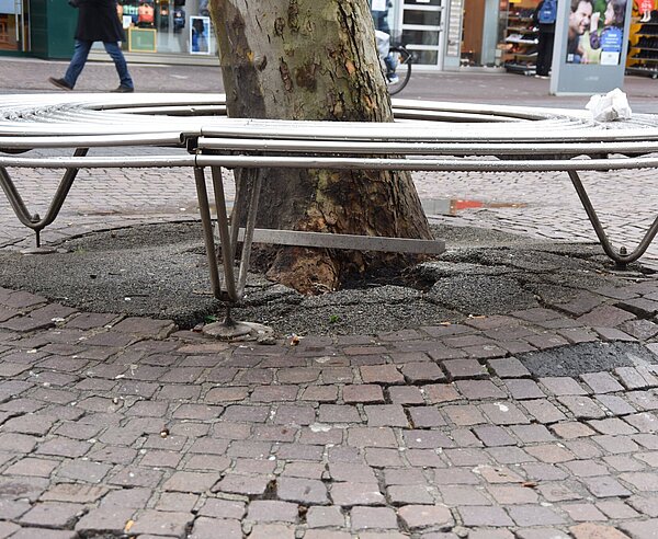 Zustand der Platanen in der Kaiserstraße 2023