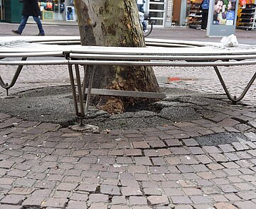 Zustand der Platanen in der Kaiserstraße 2023