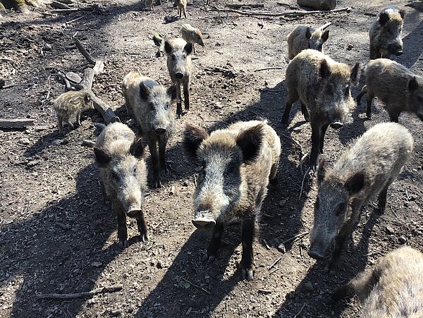 Das Bild zeigt Wildschweine im Gehege.