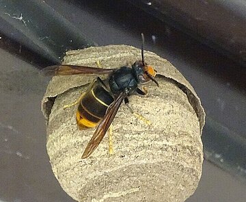 Embryonalnest Asiatische Hornisse