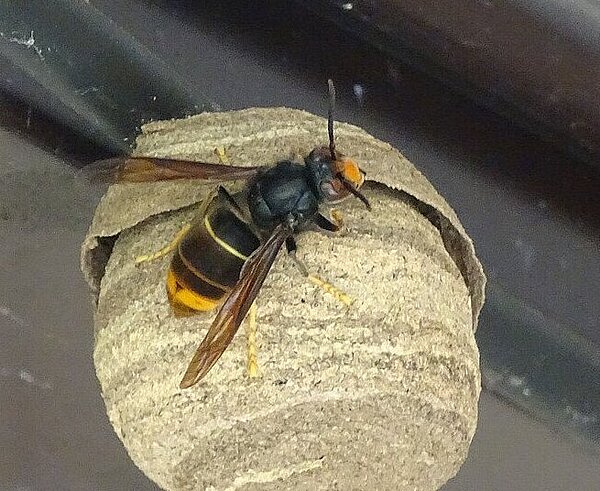 Embryonalnest Asiatische Hornisse