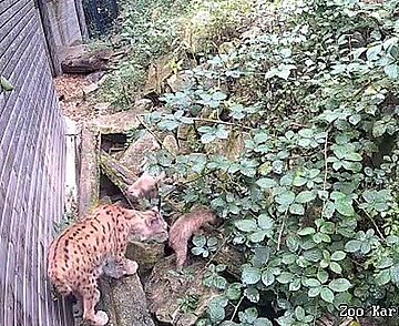 Auf dem Foto der Überwachungskamera sind zwei Luchsjungtiere zu sehen. 