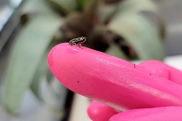 Die Jungtiere der Rio-Pescado-Stummelfußkröte sind nur etwa fünf Millimeter groß.