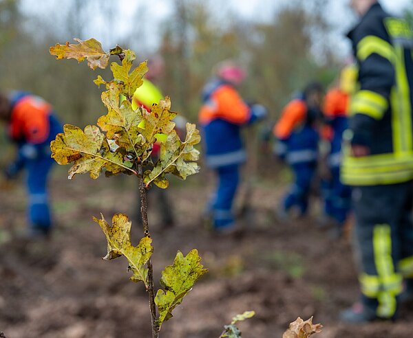 Scharfer Baumsetzling vor unscharfen Menschen der Feuerwehr im Hintegrund