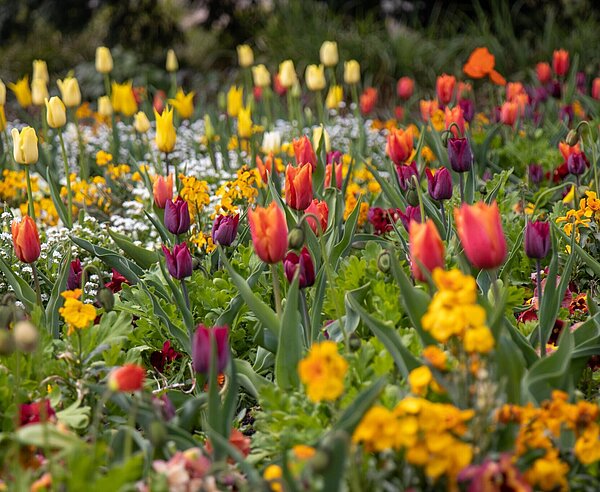 Frühlingsbepflanzung vor dem Konzerthaus