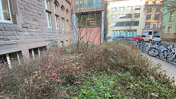 Die verwilderte Grünfläche am Goethe-Gymnasium soll umgestaltet werden.